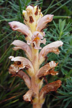 Orobanche alsatica subsp. libanotidis \ Bartlings Sommerwurz / Bartling's Broomrape, D Fridingen 8.7.2014