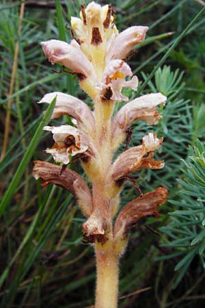Orobanche alsatica subsp. libanotidis \ Bartlings Sommerwurz / Bartling's Broomrape, D Fridingen 8.7.2014