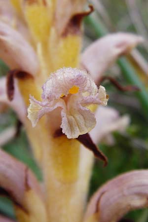Orobanche alsatica subsp. libanotidis \ Bartlings Sommerwurz / Bartling's Broomrape, D Fridingen 8.7.2014