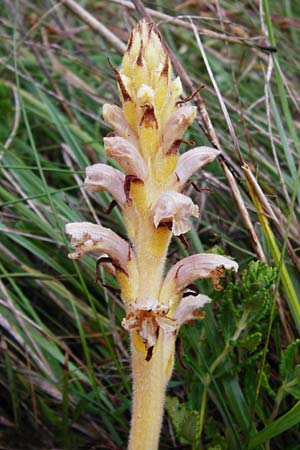 Orobanche alsatica subsp. libanotidis \ Bartlings Sommerwurz / Bartling's Broomrape, D Fridingen 8.7.2014