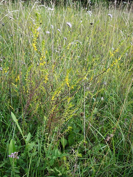 Odontites luteus \ Gelber Zahntrost / Yellow Bartsia, D Bruchsal 12.8.2014