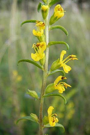 Odontites luteus \ Gelber Zahntrost / Yellow Bartsia, D Bruchsal 12.8.2014