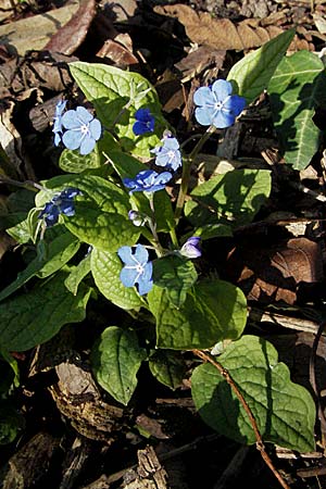 Omphalodes verna \ Frhlings-Nabelnsschen, Gedenkemein / Blue-Eyed Mary, Blue Navelwort, D Weinheim an der Bergstraße 28.3.2007