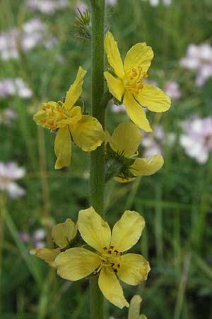 Agrimonia eupatoria \ Kleiner Odermennig / Agrimony, D Mosbach 7.7.2007