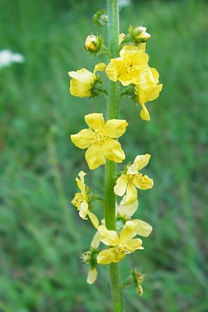 Agrimonia eupatoria \ Kleiner Odermennig / Agrimony, D Ketsch 2.7.2014