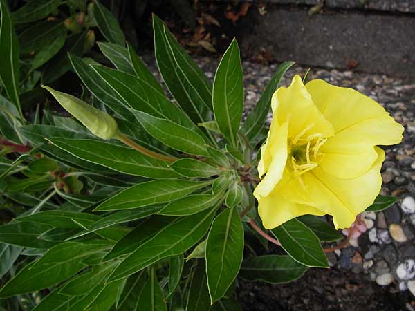 Oenothera macrocarpa \ Missouri-Nachtkerze / Missouri Evening Primrose, D Mainz 3.8.2014