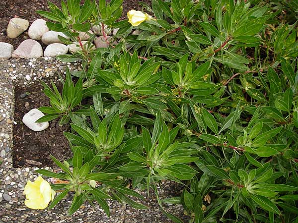 Oenothera macrocarpa \ Missouri-Nachtkerze / Missouri Evening Primrose, D Mainz 3.8.2014