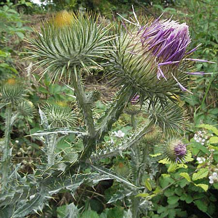 Onopordum acanthium \ Gewhnliche Esels-Distel / Cotton Thistle, D Neuleiningen 1.7.2006