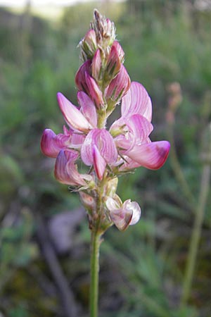 Onobrychis viciifolia \ Futter-Esparsette, Saat-Esparsette / Sainfoin, D Günzburg 22.5.2009