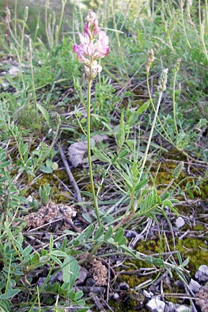 Onobrychis viciifolia \ Futter-Esparsette, Saat-Esparsette / Sainfoin, D Günzburg 22.5.2009