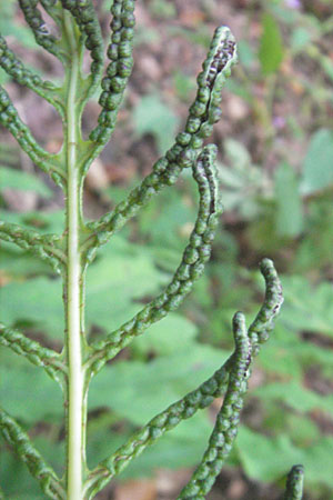 Onoclea sensibilis \ Perl-Farn / Sensible Fern, D Nussloch 8.9.2009