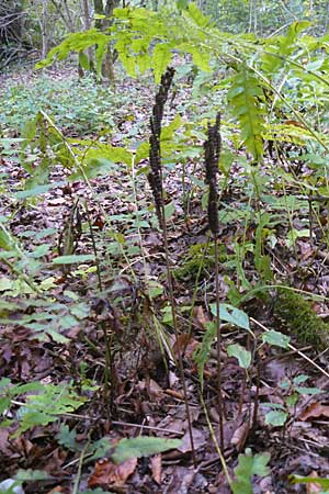 Onoclea sensibilis \ Perl-Farn / Sensible Fern, D Nussloch 8.9.2009