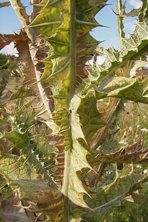 Onopordum acanthium \ Gewhnliche Esels-Distel / Cotton Thistle, D Heidelberg 21.7.2012