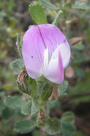 Ononis repens subsp. procurrens \ Kriechende Hauhechel / Common Restharrow, D Mannheim 4.9.2013