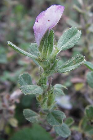 Ononis repens subsp. procurrens \ Kriechende Hauhechel / Common Restharrow, D Mannheim 4.9.2013
