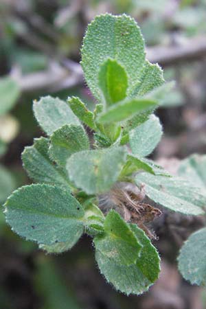 Ononis repens subsp. procurrens \ Kriechende Hauhechel / Common Restharrow, D Mannheim 4.9.2013