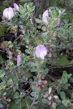 Ononis repens subsp. procurrens \ Kriechende Hauhechel / Common Restharrow, D Mannheim 4.9.2013