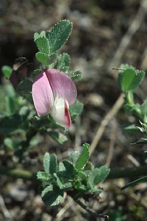 Ononis repens subsp. procurrens \ Kriechende Hauhechel / Common Restharrow, D Mannheim 28.8.2005