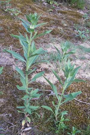 Oenothera canovirens \ Renners Nachtkerze, Graugrne Nachtkerze / Renner's Evening Primrose, D Schwetzingen 8.7.2011