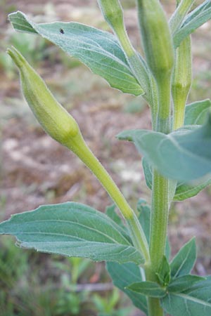 Oenothera canovirens \ Renners Nachtkerze, Graugrne Nachtkerze / Renner's Evening Primrose, D Schwetzingen 8.7.2011