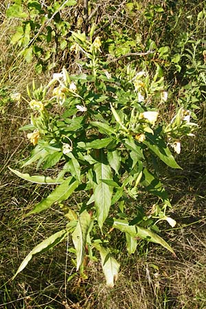 Oenothera oehlkersii \ Oehlkers-Nachtkerze / Oehlkers' Evening Primrose, D Jugenheim an der Bergstraße 16.7.2014