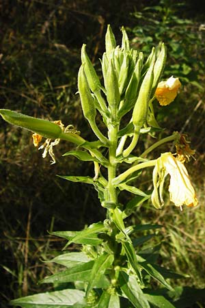 Oenothera oehlkersii \ Oehlkers-Nachtkerze / Oehlkers' Evening Primrose, D Jugenheim an der Bergstraße 16.7.2014