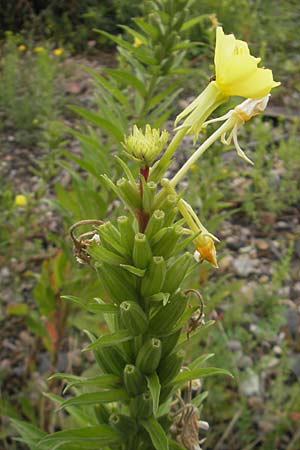 Oenothera rubriaxis \ Rotachsige Nachtkerze / Red-Axis Evening Primrose, D Weinheim an der Bergstra&szlig;e 15.7.2011