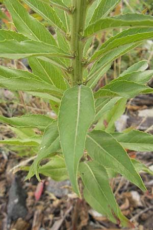 Oenothera rubriaxis \ Rotachsige Nachtkerze / Red-Axis Evening Primrose, D Weinheim an der Bergstra&szlig;e 15.7.2011