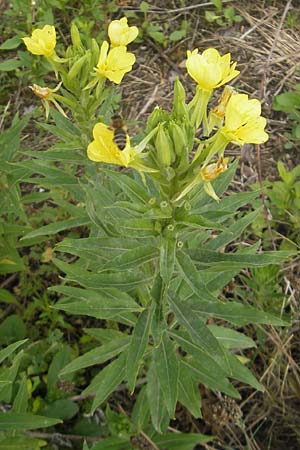 Oenothera rubriaxis \ Rotachsige Nachtkerze / Red-Axis Evening Primrose, D Weinheim an der Bergstra&szlig;e 15.7.2011