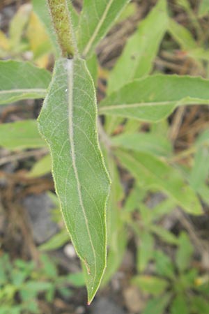 Oenothera rubriaxis \ Rotachsige Nachtkerze / Red-Axis Evening Primrose, D Weinheim an der Bergstra&szlig;e 15.7.2011
