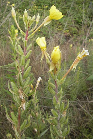 Oenothera drawertii \ Drawerts Nachtkerze / Drawert's Evening Primrose, D Weinheim an der Bergstraße 15.7.2011