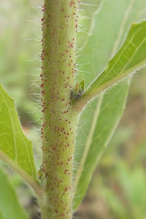 Oenothera rubriaxis \ Rotachsige Nachtkerze / Red-Axis Evening Primrose, D Weinheim an der Bergstra&szlig;e 15.7.2011