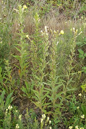 Oenothera rubriaxis \ Rotachsige Nachtkerze / Red-Axis Evening Primrose, D Weinheim an der Bergstra&szlig;e 15.7.2011