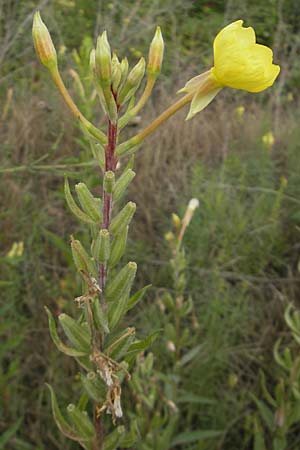 Oenothera drawertii \ Drawerts Nachtkerze / Drawert's Evening Primrose, D Weinheim an der Bergstraße 15.7.2011