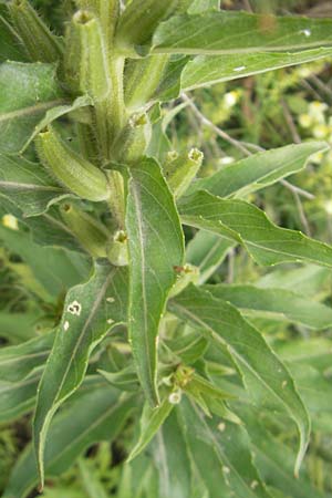 Oenothera rubriaxis \ Rotachsige Nachtkerze / Red-Axis Evening Primrose, D Weinheim an der Bergstra&szlig;e 15.7.2011