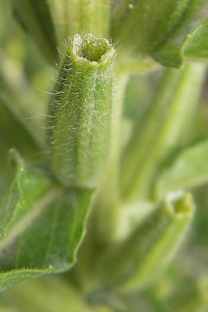 Oenothera rubriaxis \ Rotachsige Nachtkerze / Red-Axis Evening Primrose, D Weinheim an der Bergstra&szlig;e 15.7.2011