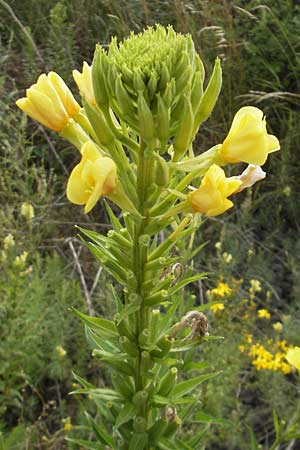 Oenothera rubriaxis \ Rotachsige Nachtkerze / Red-Axis Evening Primrose, D Weinheim an der Bergstra&szlig;e 15.7.2011