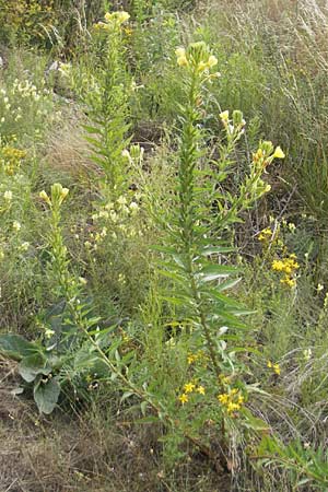 Oenothera rubriaxis \ Rotachsige Nachtkerze / Red-Axis Evening Primrose, D Weinheim an der Bergstra&szlig;e 15.7.2011