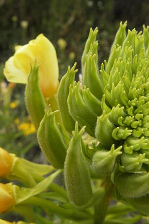 Oenothera rubriaxis \ Rotachsige Nachtkerze / Red-Axis Evening Primrose, D Weinheim an der Bergstra&szlig;e 15.7.2011