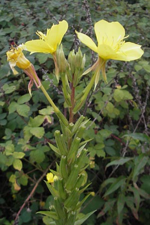 Oenothera ersteinensis \ Ersteiner Nachtkerze / Erstein Evening Primrose, D Mannheim 22.7.2011