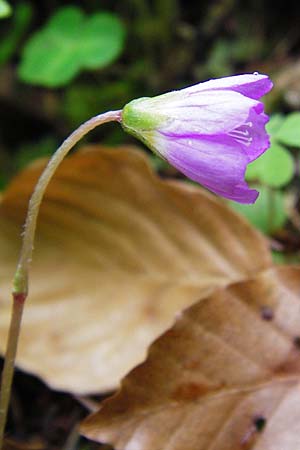 Oxalis acetosella forma rosea \ Rosa Wald-Sauerklee / Pink Wood Sorrel, D Odenwald, Waldbrunn 9.5.2014