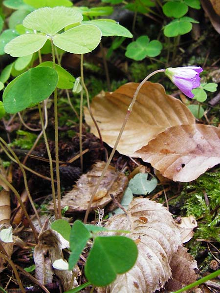 Oxalis acetosella forma rosea \ Rosa Wald-Sauerklee / Pink Wood Sorrel, D Odenwald, Waldbrunn 9.5.2014