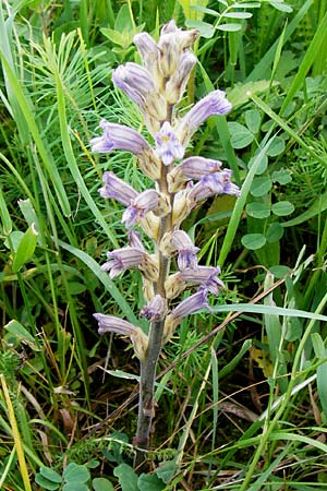 Phelipanche purpurea \ Purpur-Sommerwurz / Yarrow Broomrape, D Hemsbach 27.5.2014