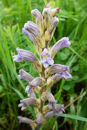 Phelipanche purpurea \ Purpur-Sommerwurz / Yarrow Broomrape, D Hemsbach 27.5.2014