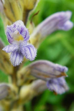 Phelipanche purpurea \ Purpur-Sommerwurz / Yarrow Broomrape, D Hemsbach 27.5.2014