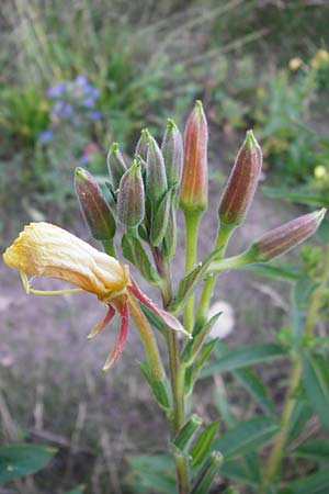 Oenothera drawertii \ Drawerts Nachtkerze / Drawert's Evening Primrose, D Jugenheim an der Bergstraße 16.7.2014