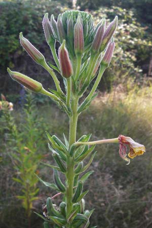 Oenothera drawertii \ Drawerts Nachtkerze / Drawert's Evening Primrose, D Jugenheim an der Bergstraße 16.7.2014