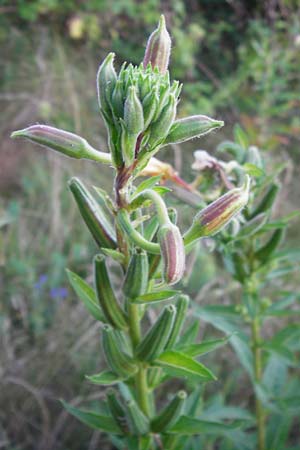 Oenothera drawertii \ Drawerts Nachtkerze / Drawert's Evening Primrose, D Jugenheim an der Bergstraße 16.7.2014