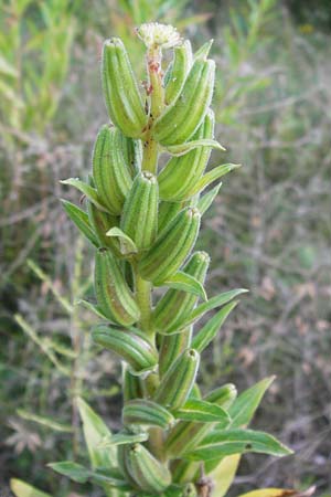 Oenothera drawertii \ Drawerts Nachtkerze / Drawert's Evening Primrose, D Jugenheim an der Bergstraße 16.7.2014