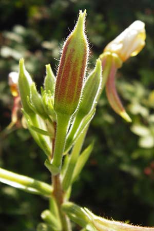 Oenothera drawertii \ Drawerts Nachtkerze / Drawert's Evening Primrose, D Jugenheim an der Bergstraße 16.7.2014